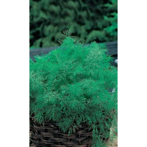 Семена Укроп Пушистый пучок - кустовой 2гр (УД) Е/П