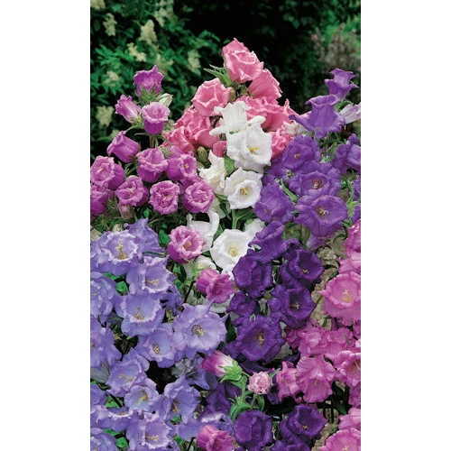 Семена Колокольчик Смесь лидеров 0,05гр (УД) Е/П