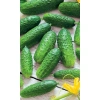 Семена Огурец Засолочный 0.4гр (Марс) Б/П
