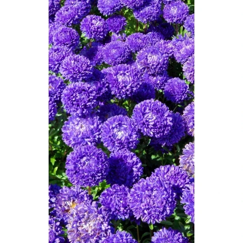 Семена Астра пионовидная Дюшес Блю 0,2гр (УД) Е/П