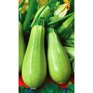 Семена Кабачок Грибовские 37 2гр (Марс) Б/П