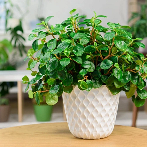 Горшок для цветов пластиковый 4,7л d-20,5см Wave с дренажной сеткой и съемным поддоном, белоснежный жасмин_6