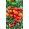 Семена Томат Огни Челябинска - открытого грунта 20шт (УД) Е/П