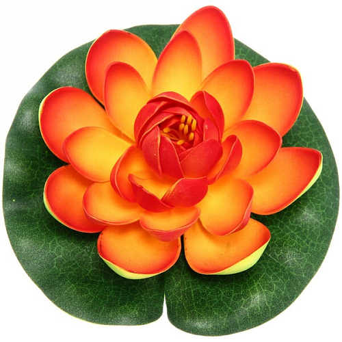 Растение водоплавающее Кувшинка Розитта d-15см оранжевая_6