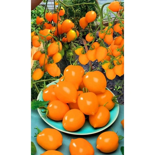 Семена Томат Лимонадный Джо 20шт (УД) Е/П