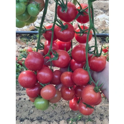 Семена Томат Черри розовый 0,1гр (Марс) Б/П