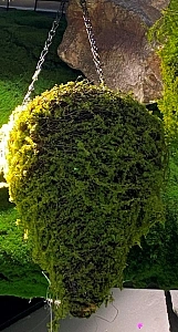 Кашпо для цветов "Сфагнум" с кокосовым волокном, подвесное d=20см конусное, мох