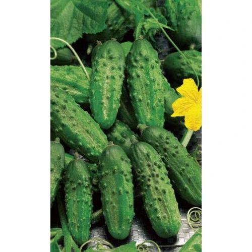 Семена Огурец Хрустящий 0,4гр (Марс) Б/П