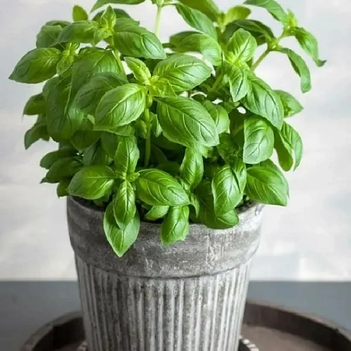 Семена Базилик Балконное чудо 0,25гр (УД) Е/П