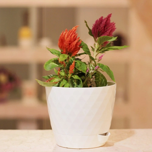 Горшок для цветов пластиковый 1,5л d-14см Румба белый_2