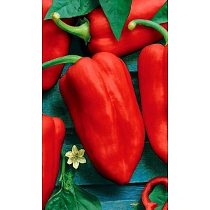 Семена Перец сладкий Казачок 20шт (УД) Е/П