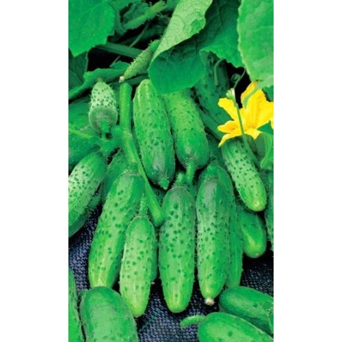 Семена Огурец Алтай - корнишон 2гр (Марс) Б/П