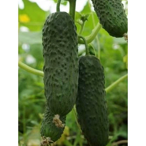 llmr7zaez9qall10udv8fj11ebspduy4