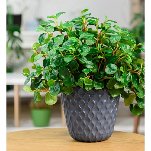 Горшок для цветов пластиковый 2,5л d-17,5см Wave с дренажной сеткой и съемным поддоном, вулканический серый_6