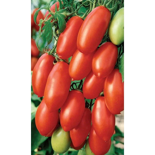 Семена Томат Дамский Пальчик 20шт (УД) Е/П