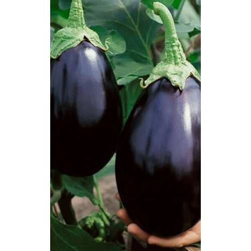 Семена Баклажан Черный Красавец 0,25гр (Марс) Б/П