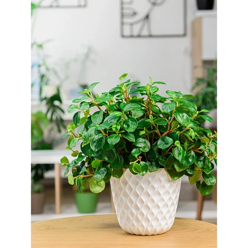 Горшок для цветов пластиковый 2,5л d-17,5см Wave с дренажной сеткой и съемным поддоном, белоснежный жасмин_6